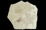 Fossil Seed (Limnobiophyllum)- Green River Formation, Utah #109099-1